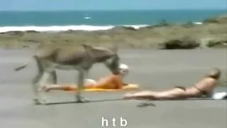 Момичето дърпа путка ...
